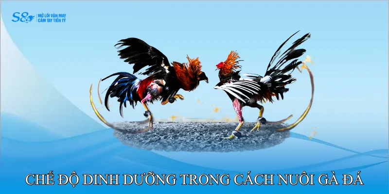 Cách Nuôi Gà Đá Chân Mạnh Nâng Cao Khả Năng Chiến Đấu 3 Tầm Quan Trọng Của Cách Nuôi Gà Đá Chân Mạnh