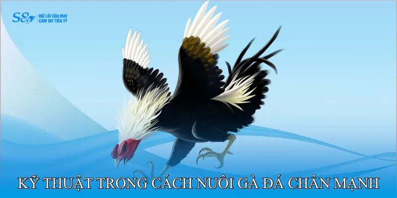 Cách Nuôi Gà Đá Chân Mạnh Nâng Cao Khả Năng Chiến Đấu 4 Kỹ Thuật Trong Cách Nuôi Gà Đá Chân Mạnh