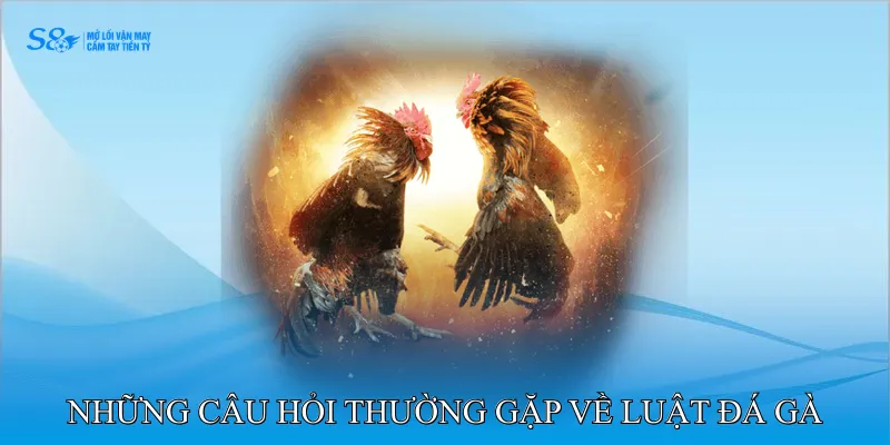 Luật Đá Gà Áp Dụng Trong Trận Đấu Truyền Thống Hiệu Quả 4 FAQ – Những Câu Hỏi Thường Gặp về Luật Đá Gà