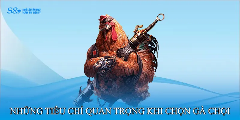 Luật Đá Gà Áp Dụng Trong Trận Đấu Truyền Thống Hiệu Quả 3 Những Tiêu Chí Quan Trọng Khi Chọn Gà Chọi