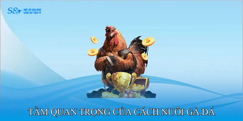 Cách Nuôi Gà Đá Chân Mạnh Nâng Cao Khả Năng Chiến Đấu 2 Tầm Quan Trọng Của Cách Nuôi Gà Đá Chân Mạnh